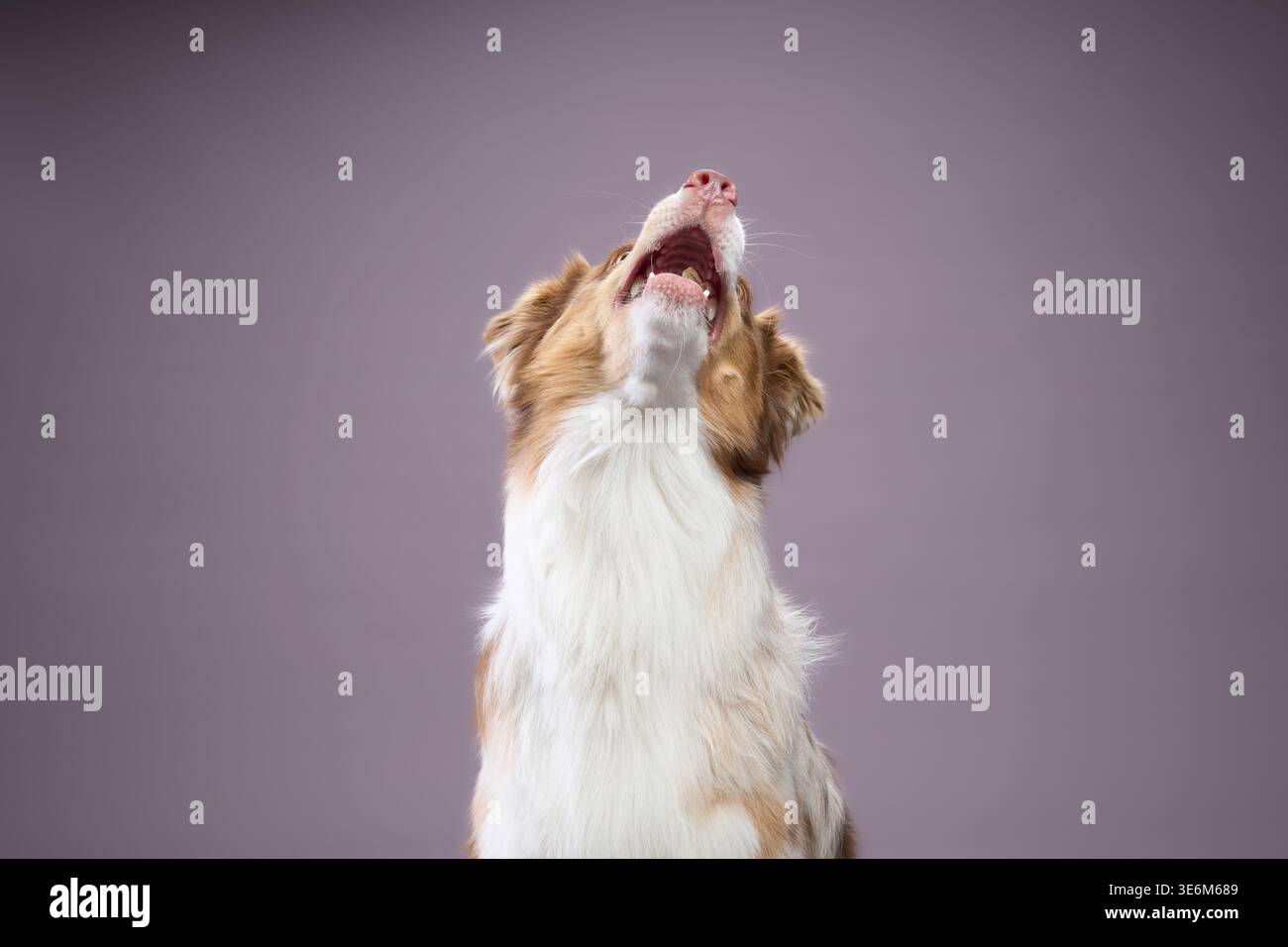 Il cane ha la testa sollevata e la bocca aperta. Un piccolo regalo si alza sopra. Foto Stock