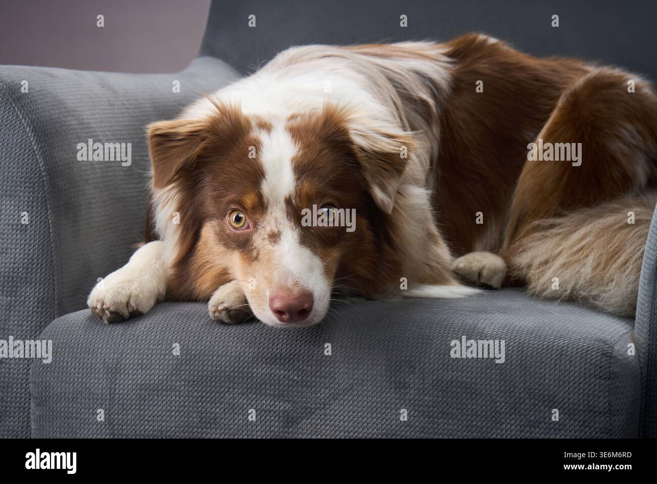 Il cane giace su una poltrona grigia e guarda avanti con calma. La sua postura suggerisce riposo e pace. Foto Stock