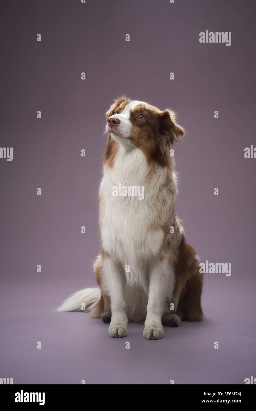 Lo sguardo del cane è rivolto leggermente di lato. Sembra rilassato e concentrato in un ambiente studio. Foto Stock