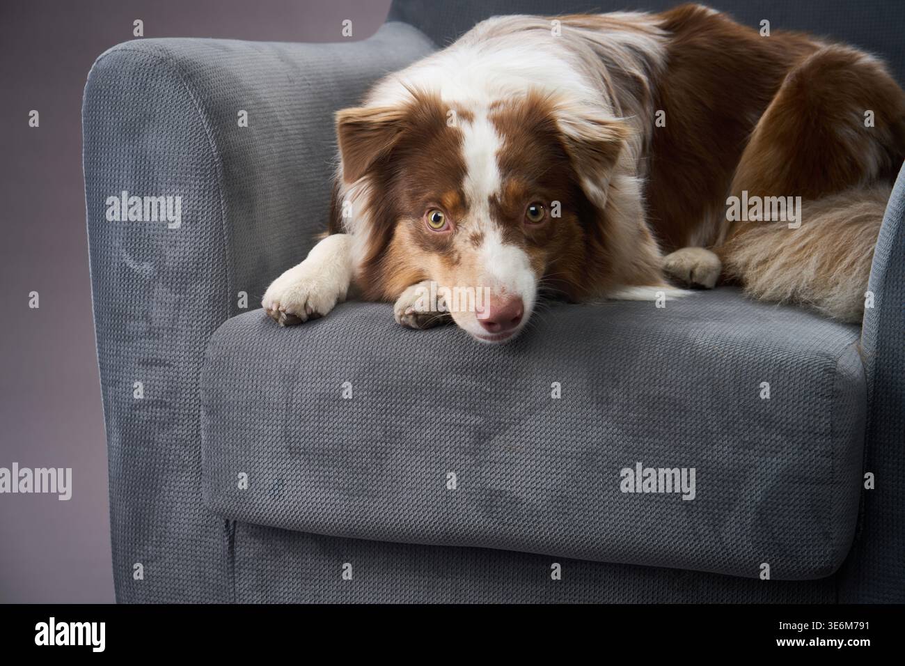 Il cane è comodamente arricciato su una sedia grigia. Il suo sguardo diretto è curioso e gentile. Foto Stock