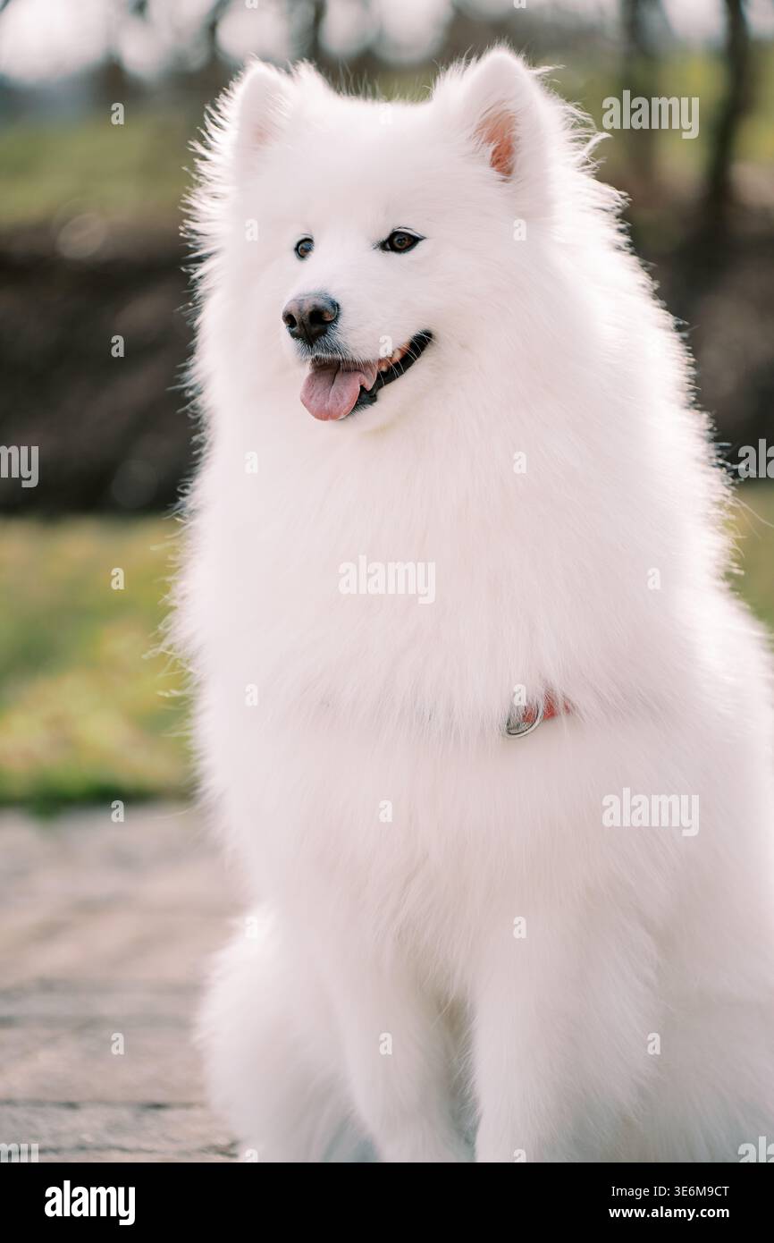 Basking in samoiato bianco calmo in ambienti esterni con luce calda per il branding Foto Stock