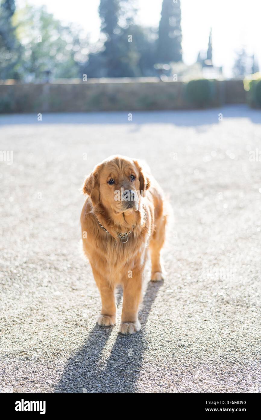 Allegro Golden Retriever con un aspetto tenero nelle prime ore del mattino Foto Stock