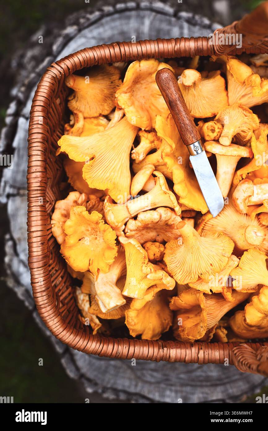 Funghi canterelle crudi accatastati in un cestino di vimini con coltello su sfondo di legno scuro. Funghi forestali, prodotti biologici, raccolta stagionale Foto Stock