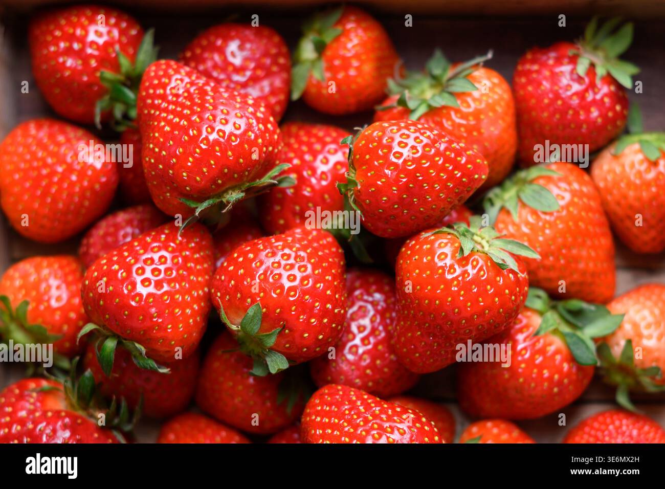 Primo piano di fragole mature dolci con cime verdi. Bacche estive di colore rosso brillante, agricoltura biologica e concetto di mercato locale Foto Stock