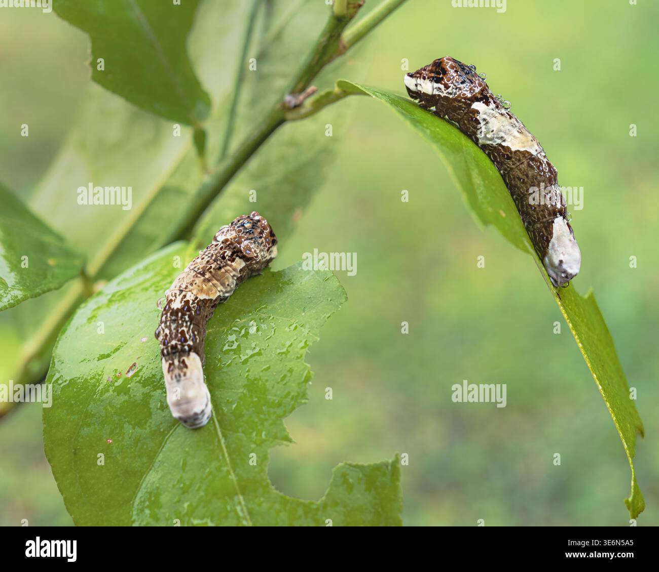 Due giganteschi caterpillars di farfalle a coda di rondine (Papilio cresphontes), comunemente noti come “cani d’arancia”, che si nutrono su una foglia di agrumi. Queste larve usano Bird-D. Foto Stock