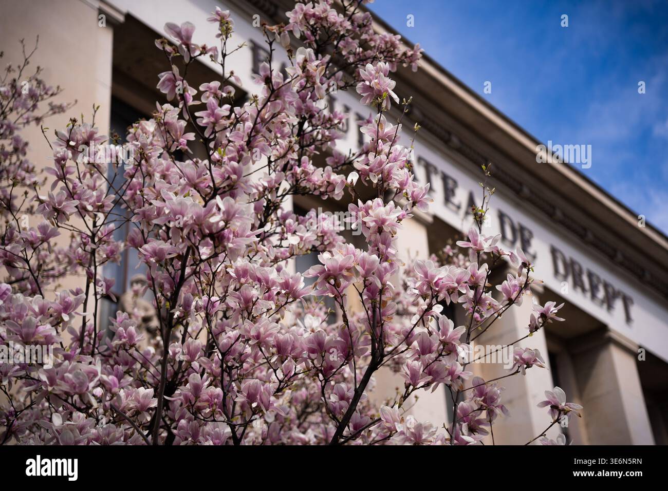 Splendidi alberi di magnolia rosa e bianca che fioriscono nelle strade di Bucarest, Romania Foto Stock