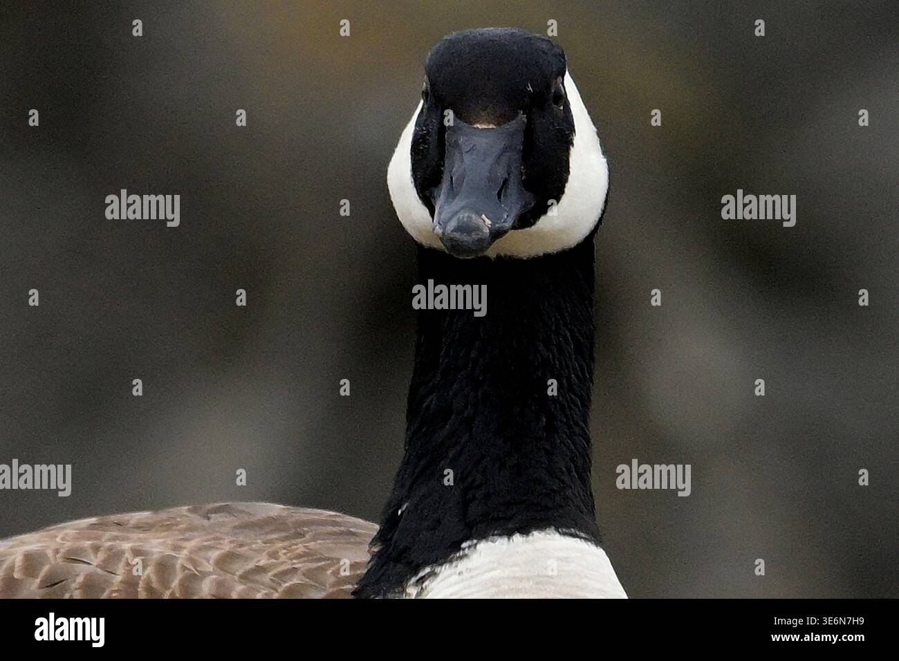 Pacific Grove, California, Stati Uniti. 7 aprile 2026. Canada Goose Gander guarda verso il basso fotografo che protegge il suo partner che sta incubando le uova.quando viene minacciato, un gander sibilerà, suonerà furiosamente e attaccherà gli intrusi pugnalando con il suo disegno di legge duro e seghettato e colpendo con le ali. Nota: Foto scattata a distanza di sicurezza con il teleobiettivo. (Credit Image: © Rory Merry/ZUMA Press Wire) SOLO PER USO EDITORIALE! Non per USO commerciale! Foto Stock