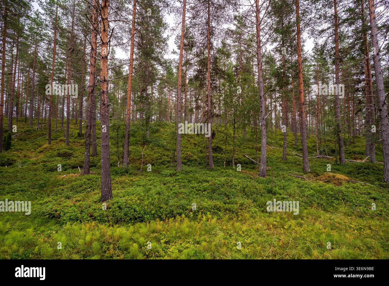 Una vista dettagliata di una pineta nordica. Il terreno è ricoperto da uno spesso tappeto di arbusti verdi e muschio, mentre i sottili tronchi d'albero sono alti agai Foto Stock