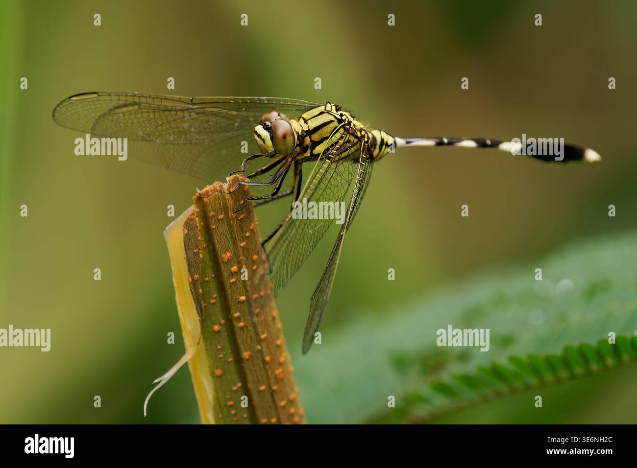 Skimmer sottile Orthetrum sabina libellula appollaiata sullo stelo, torace a righe giallo-nero, addome sottile a fasce, ali trasparenti, occhi composti, mac Foto Stock