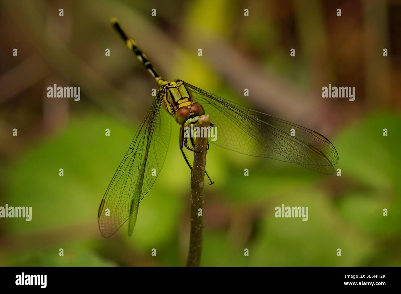Skimmer sottile Orthetrum sabina libellula appollaiata sullo stelo, torace a righe giallo-nero, addome sottile a fasce, ali trasparenti, occhi composti, mac Foto Stock