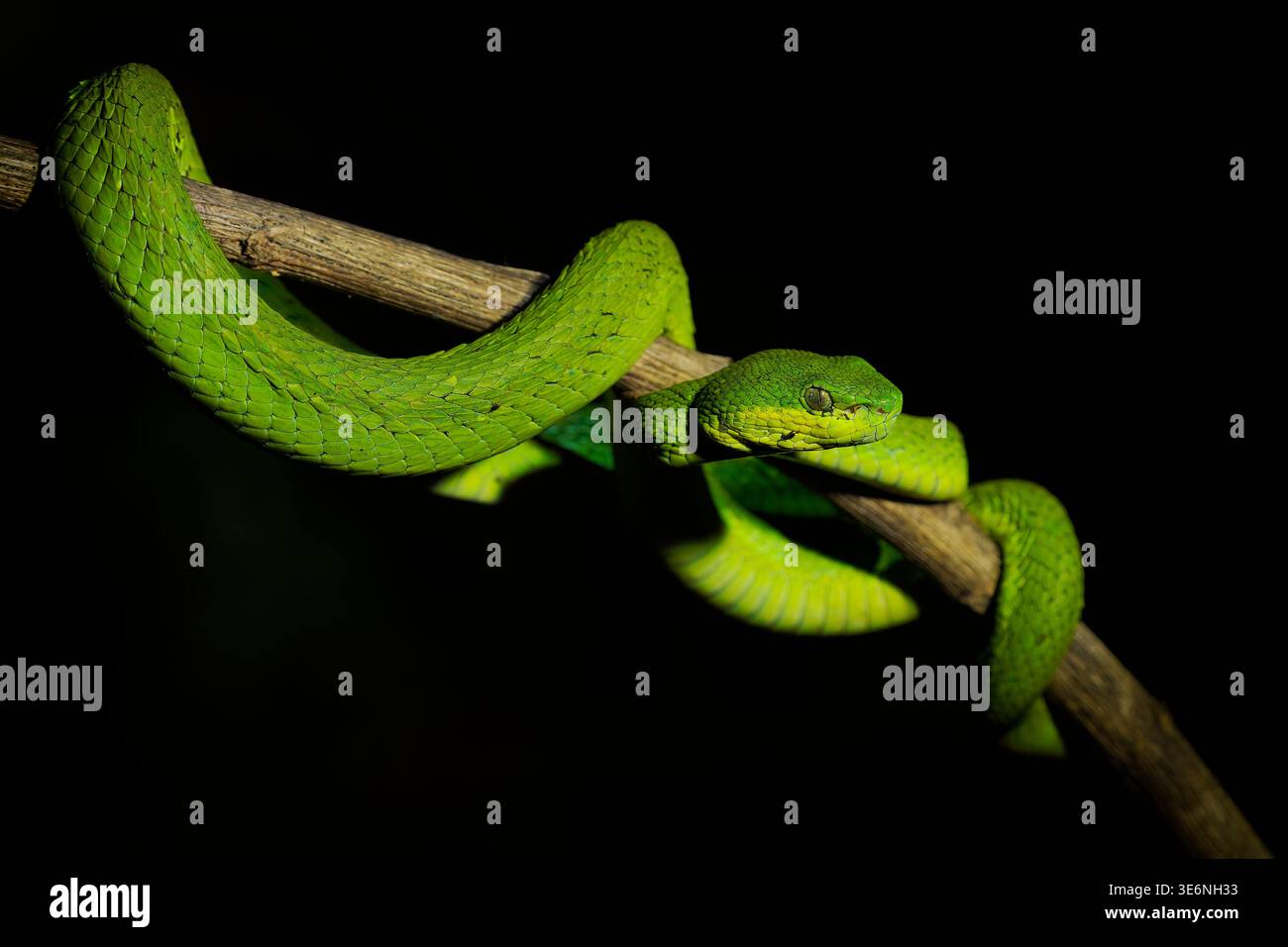 Pitviper isolano dalle labbra bianche Trimeresurus insularis morph verde avvolto su ramo, scaglie vivide verde lime, pupille a occhio di gatto, sfondo nero, velenoso Foto Stock