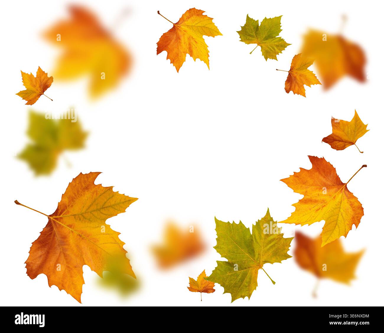 Collage di foglie d'acero in volo in autunno isolato su fondo bianco Foto Stock