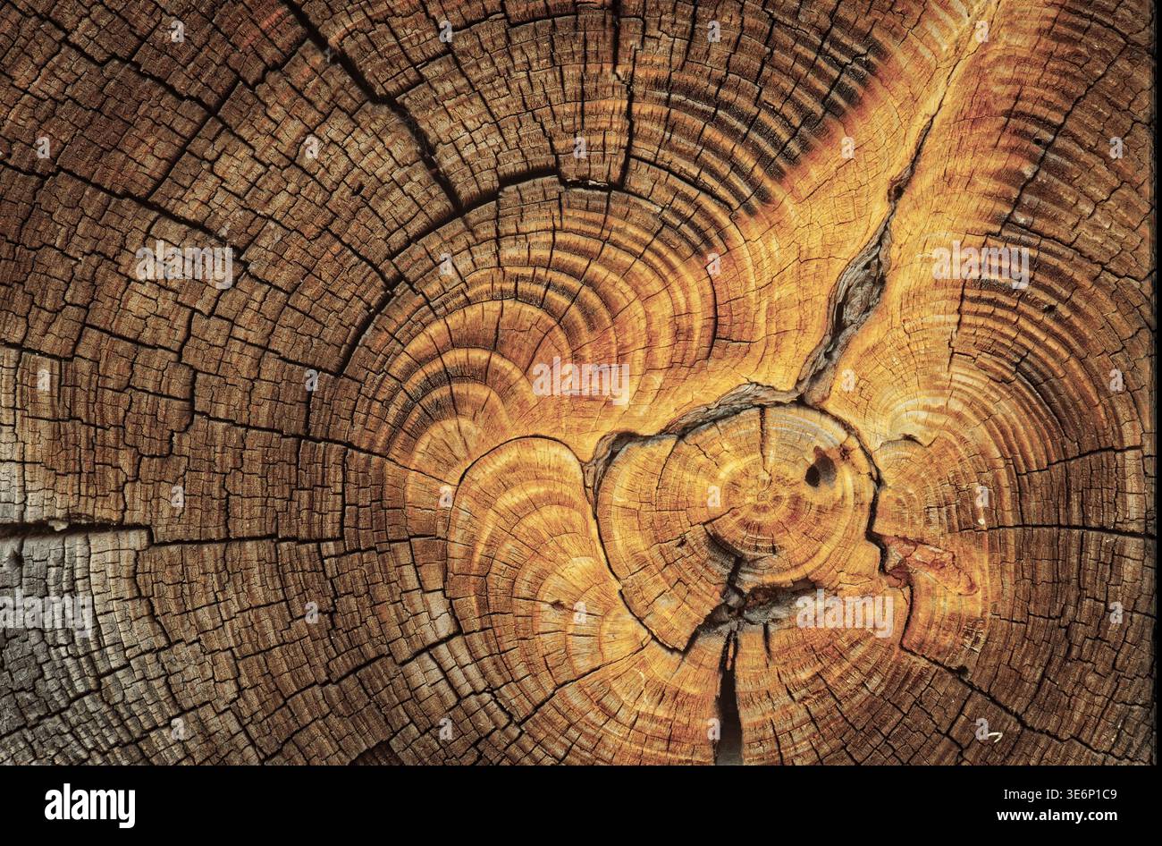 Primo piano di una grana terminale in legno marrone caldo che mostra anelli di crescita, crepe naturali e dettagli della struttura del legno di una storica trave in legno della cabina. Foto Stock