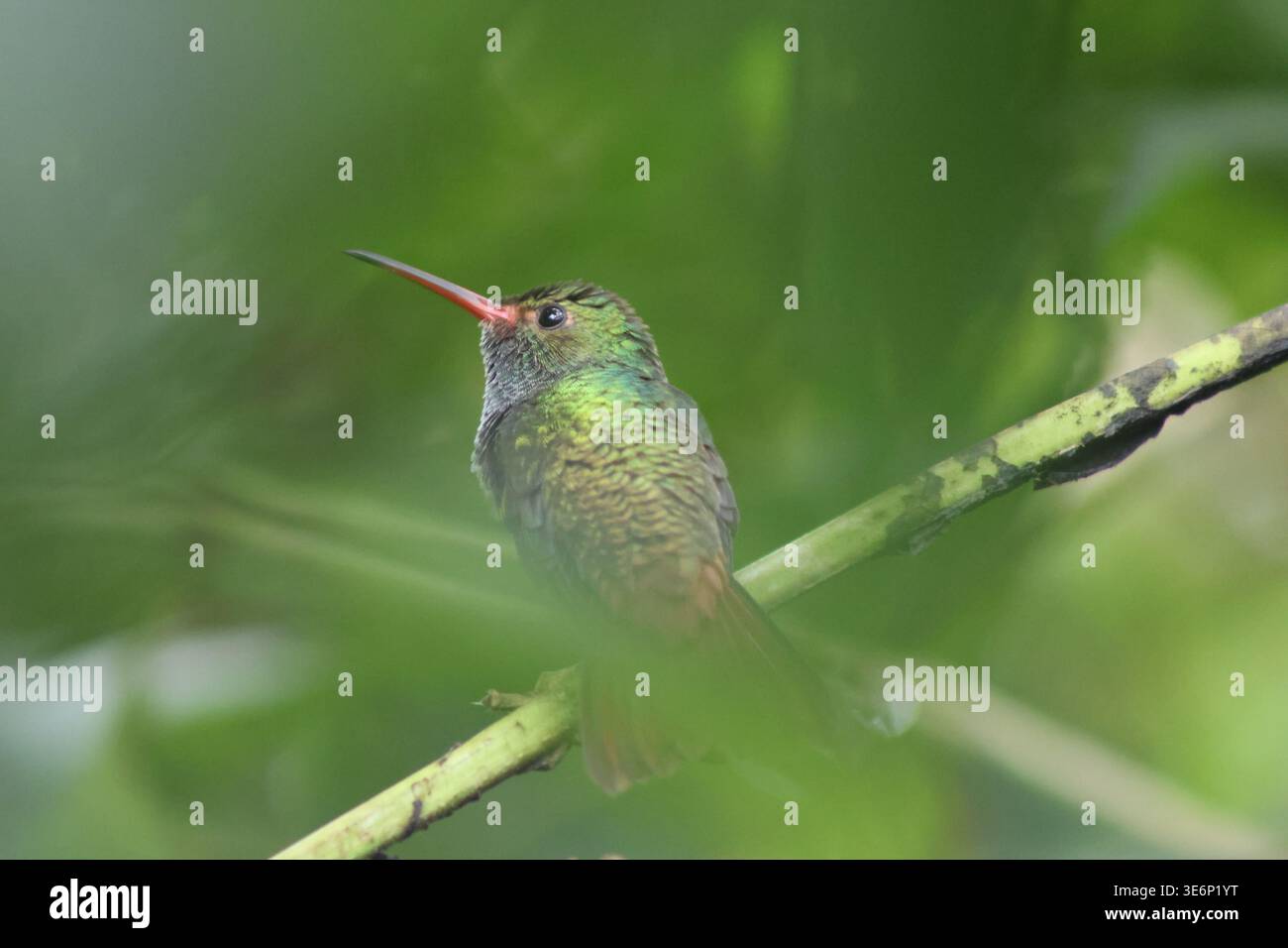 Vista di un vibrante colibrì con piumaggio verde iridescente e bronzo arroccato delicatamente su un ramo, il suo lungo e sottile becco leggermente aperto, Quepos, P. Foto Stock