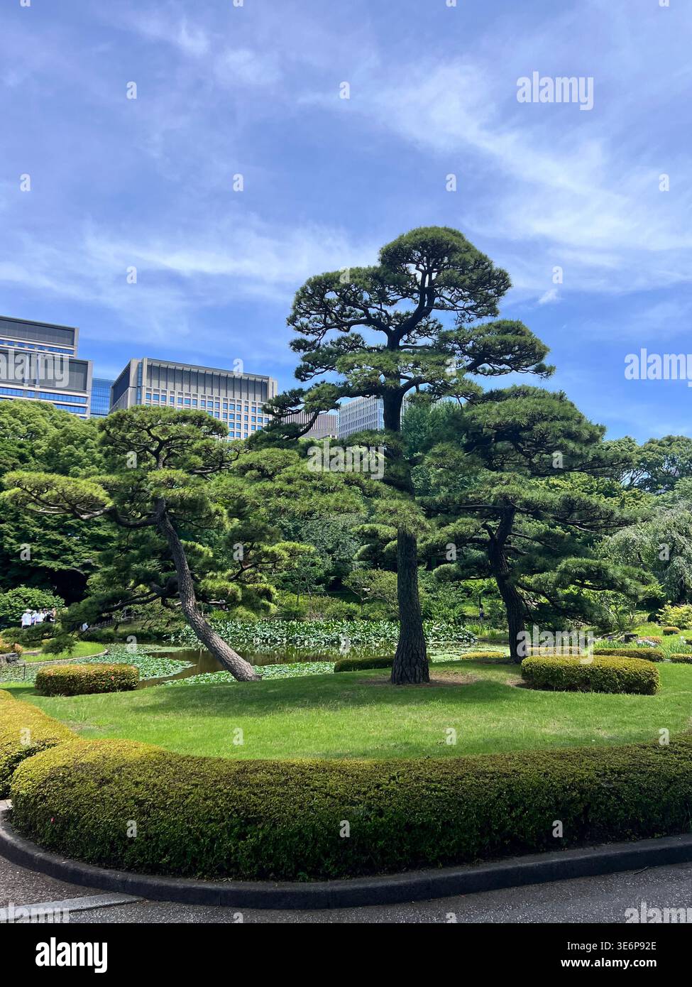 Giardino paesaggistico con alberi rifilati e prato nel centro di Tokyo, Giappone. - Immagine stock catturata con smartphone