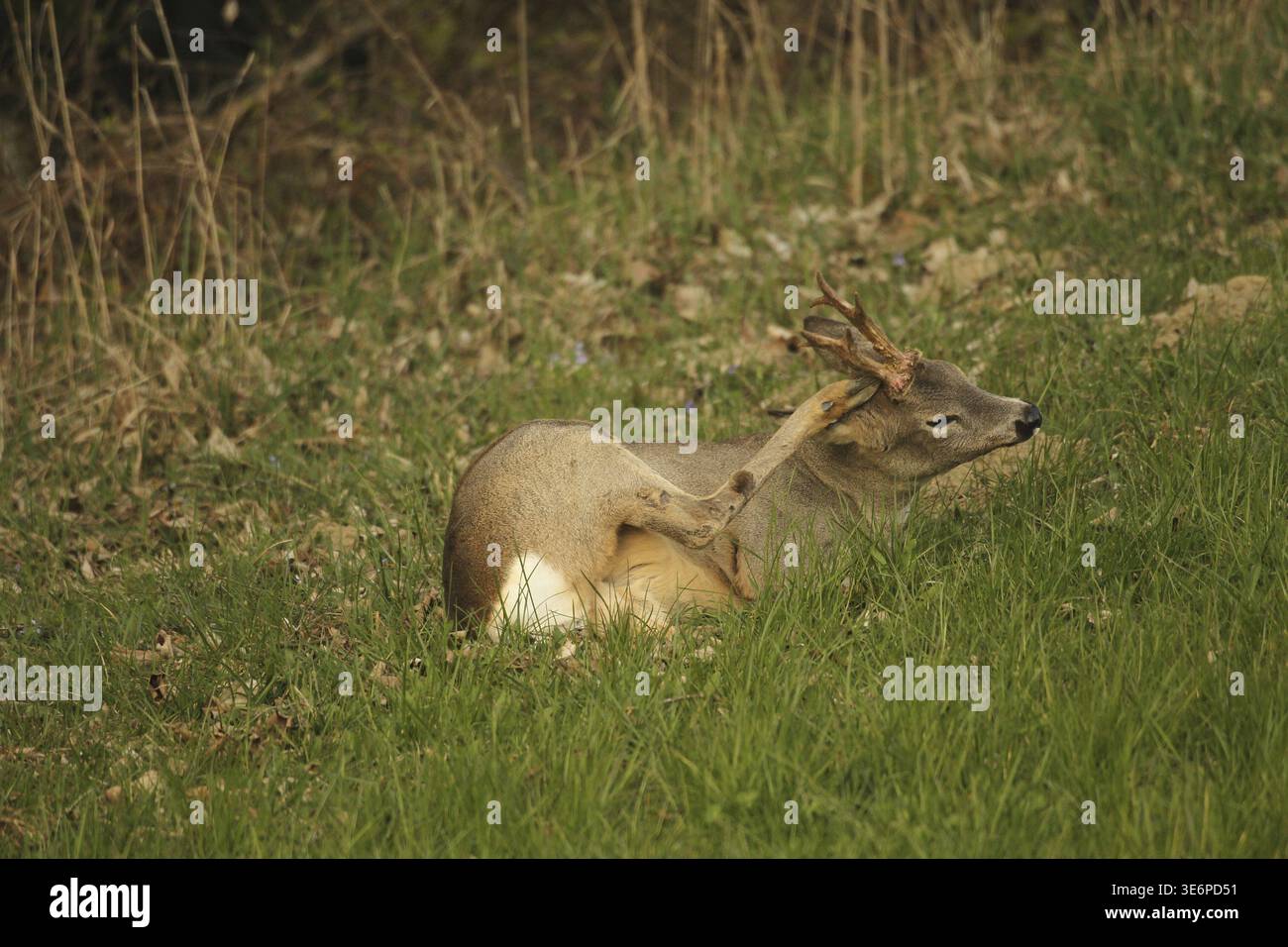Capriolo (Capreolus capreolus) a sei zampe in cappotto invernale giacente ai margini della foresta, graffiando la testa con la gamba posteriore, bassa Austria, A. Foto Stock
