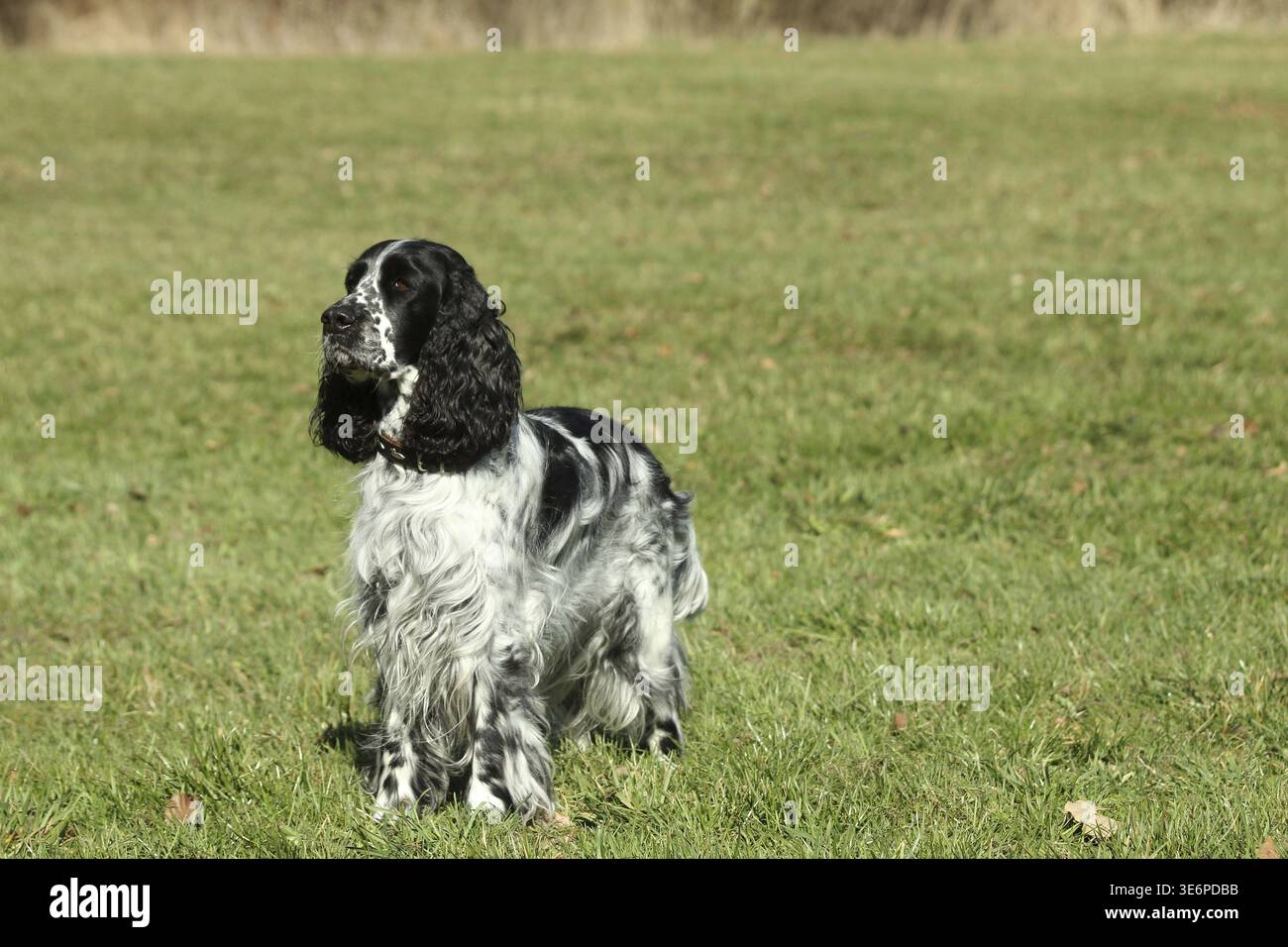 Cane da caccia, inglese Springer Spaniel, femmina, bianco e nero, Allgaeu, Baviera, Germania Foto Stock