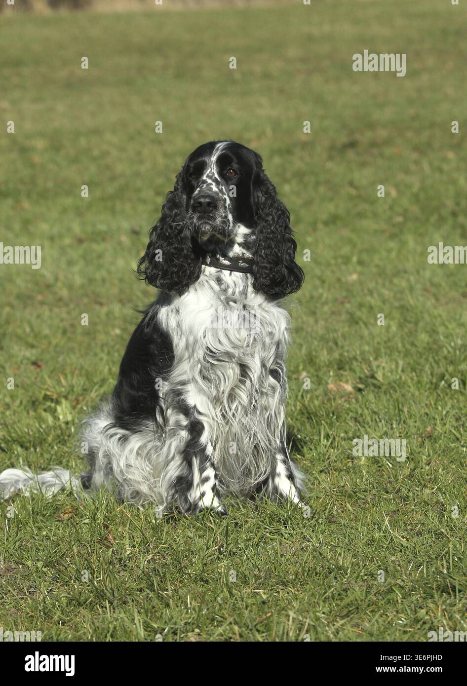 Cane da caccia, inglese Springer Spaniel, femmina, bianco e nero, Allgaeu, Baviera, Germania Foto Stock