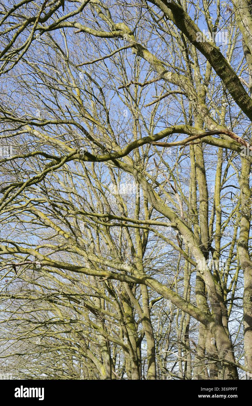 Alberi decidui che mostrano una fitta rete di rami che si avvicinano a un cielo invernale limpido Foto Stock