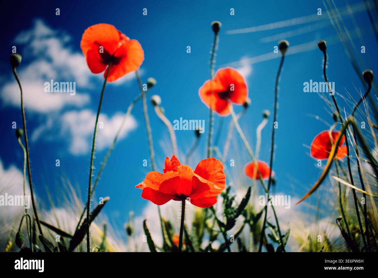 Papaveri rossi che sbocciano nel campo contro il cielo blu con nuvole bianche. ANZAC Day, monumento alla campagna australiana di Gallipoli, US Memorial Day, Veterans Day Foto Stock