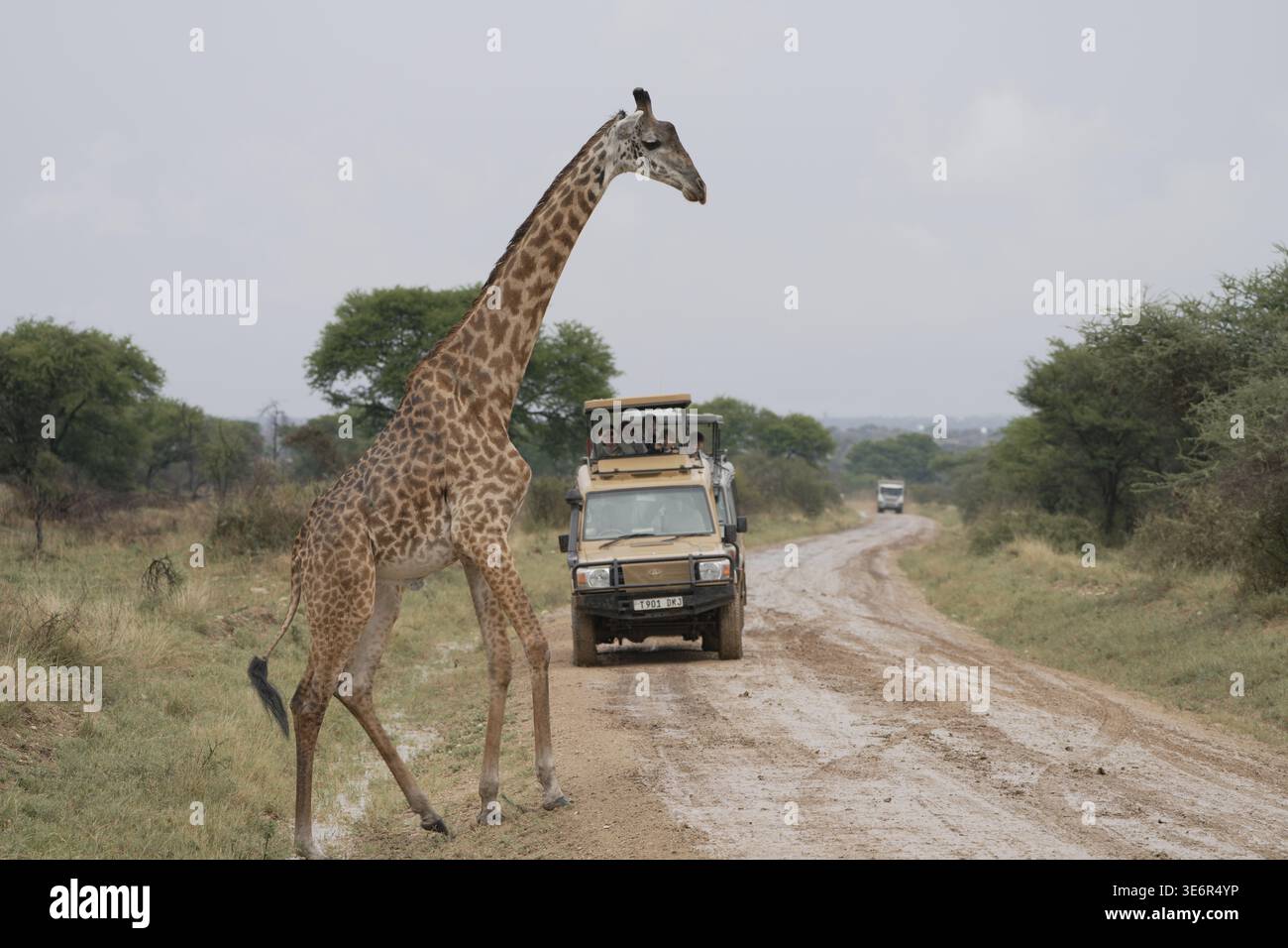 lioness,leone,africa,fauna selvatica,safari,serengeti,tanzania,predatore,gatto grande,animale,panthera leo,leone femminile,leone africano,fauna selvatica africana,natura,savana Foto Stock