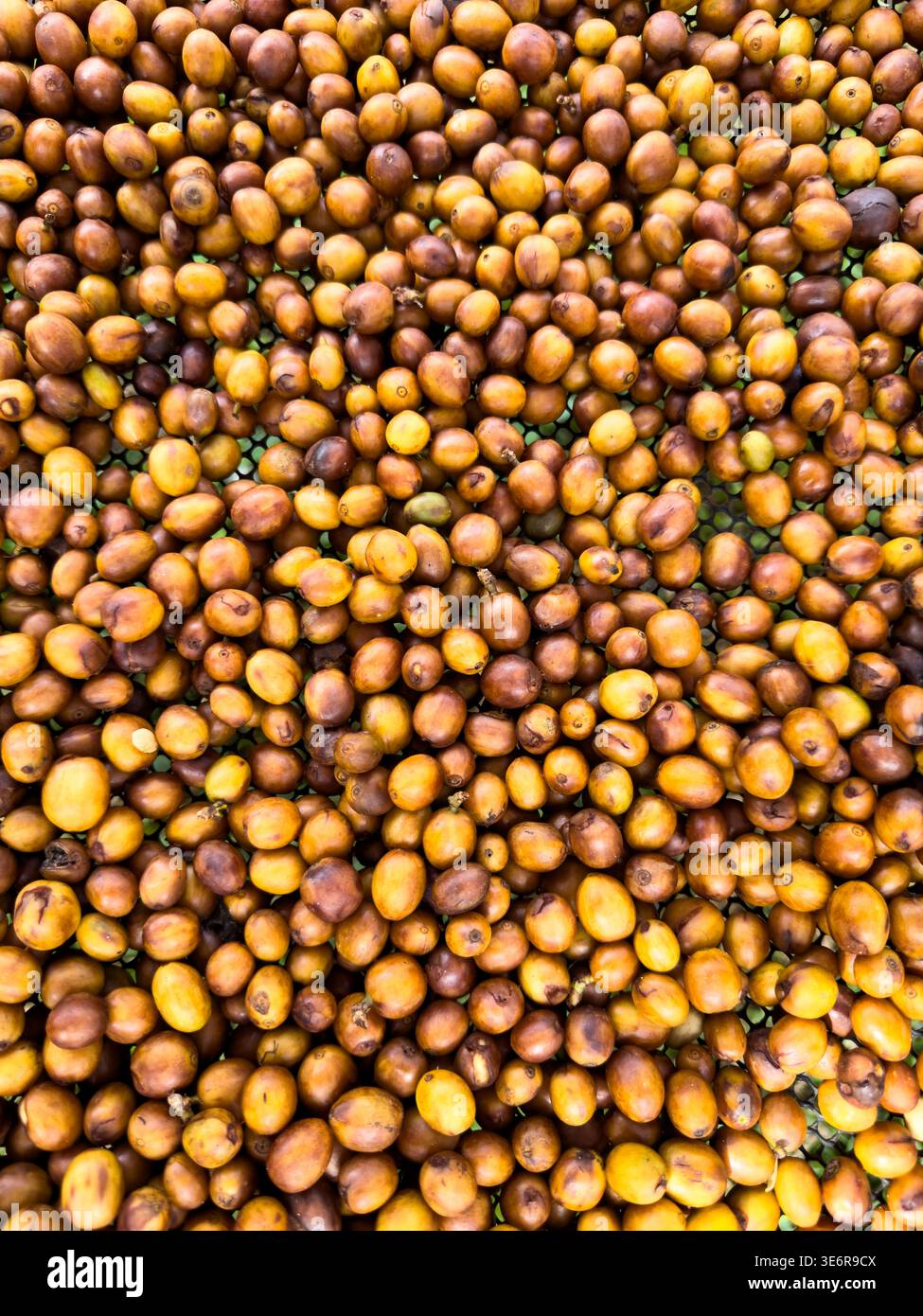 chicchi di caffè crudi gialli processo naturale di asciugatura. sul pavimento. vista dall'alto Foto Stock