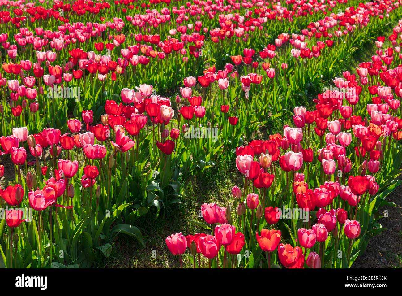 Tulipani rosa. Foto Stock