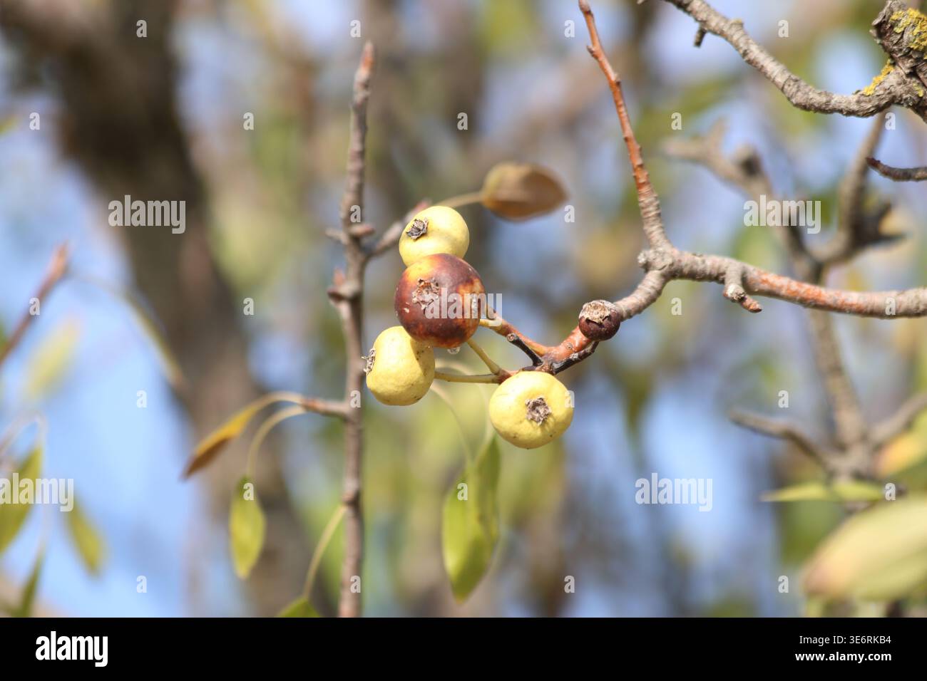 Pyrus pyraster (pera selvatica) Foto Stock