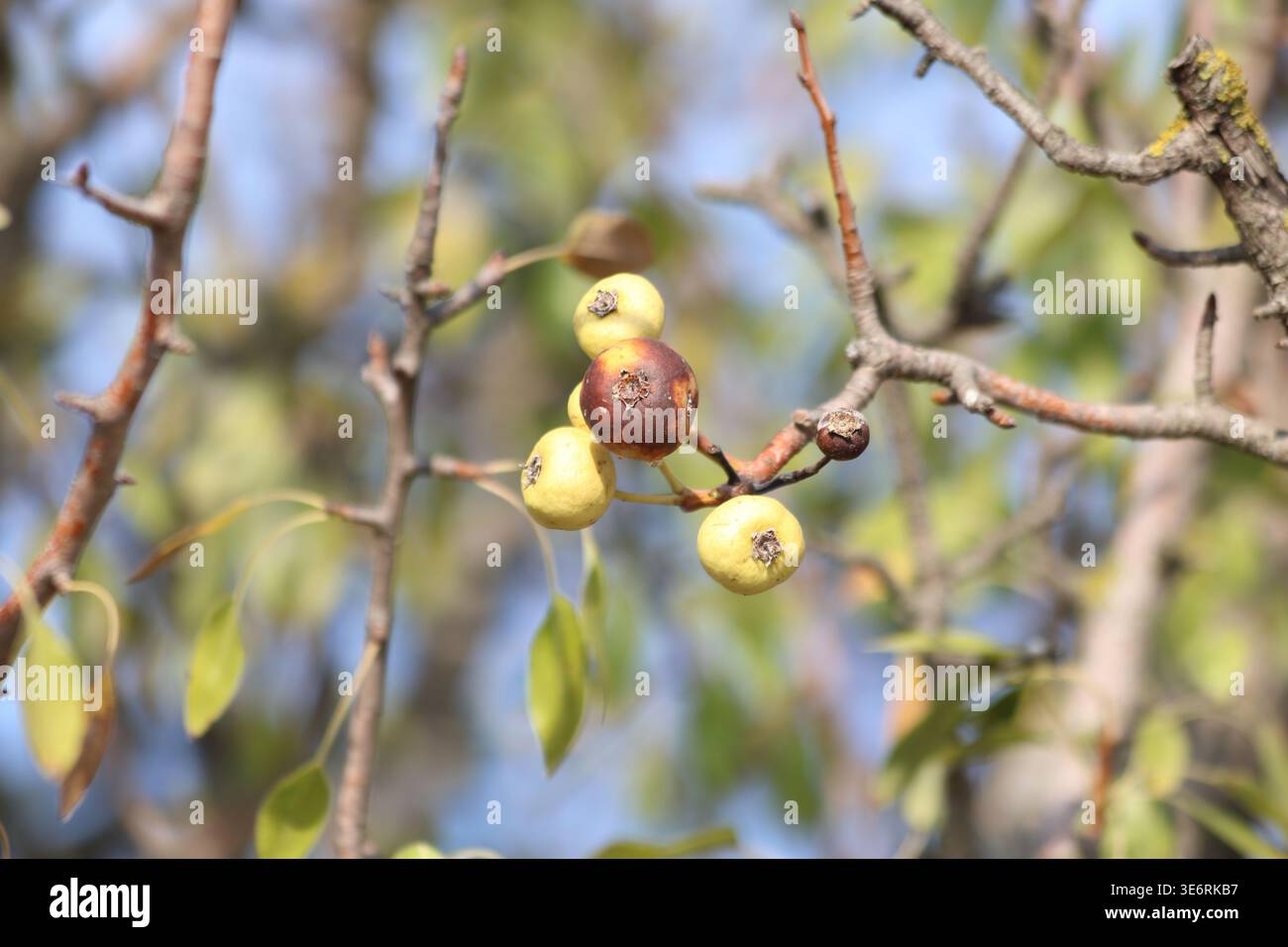 Pyrus pyraster (pera selvatica) Foto Stock