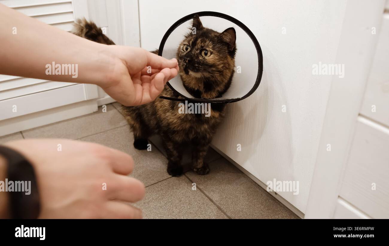 Gatto da vicino mentre il proprietario dà una compressa di rimedio vitaminico in bocca. Cucciolo con colletto elisabettiano sul collo. Trattamento animale con il farmaco. Alto Foto Stock