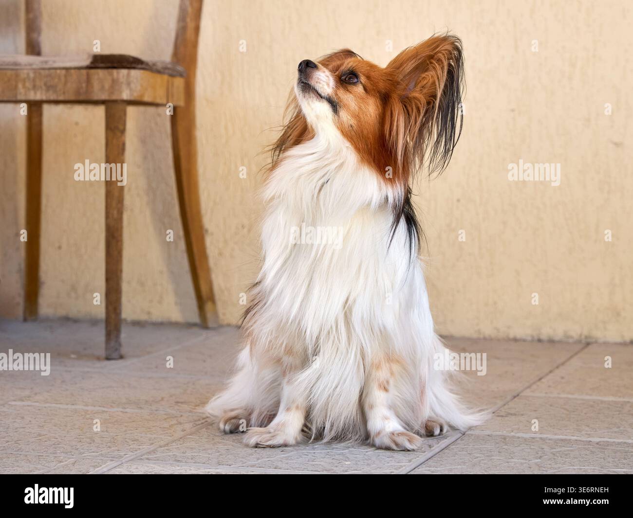 Un primo piano del cane papillon seduto su piastrelle di cemento. Papillon o spaniel giocattolo continentale vicino alla sedia Foto Stock