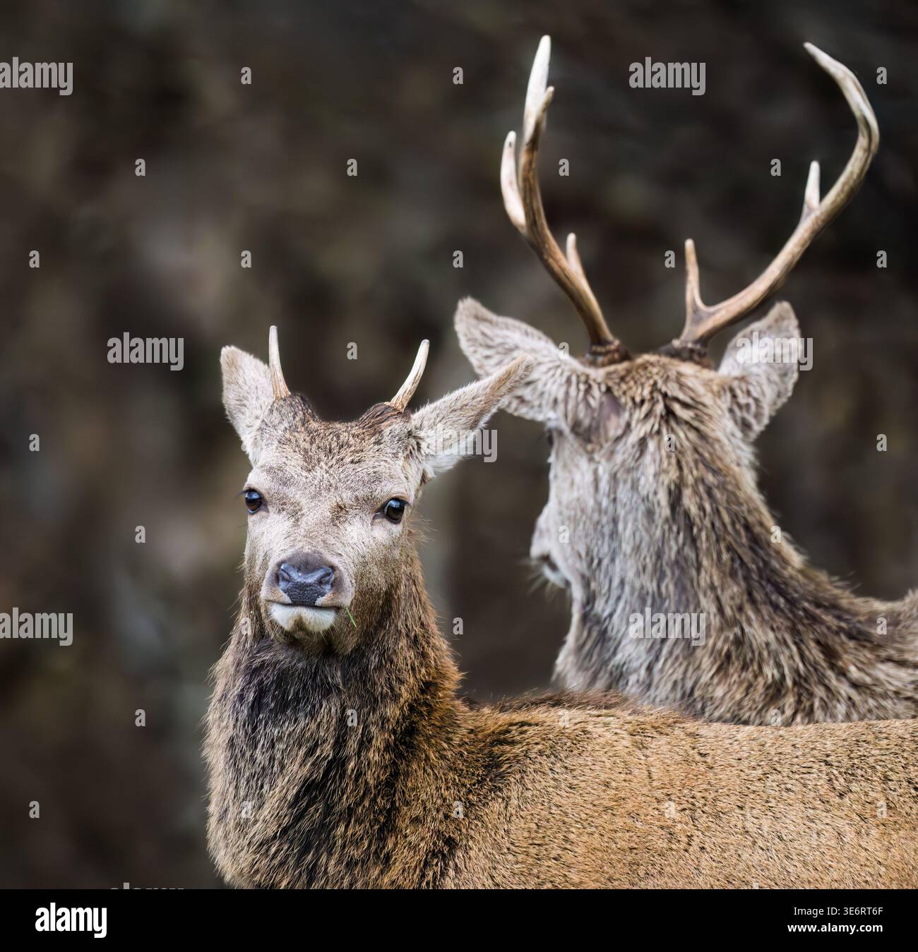 Coppia di cervi rossi (Cervus elaphus), Isola di Mull, Scozia Foto Stock