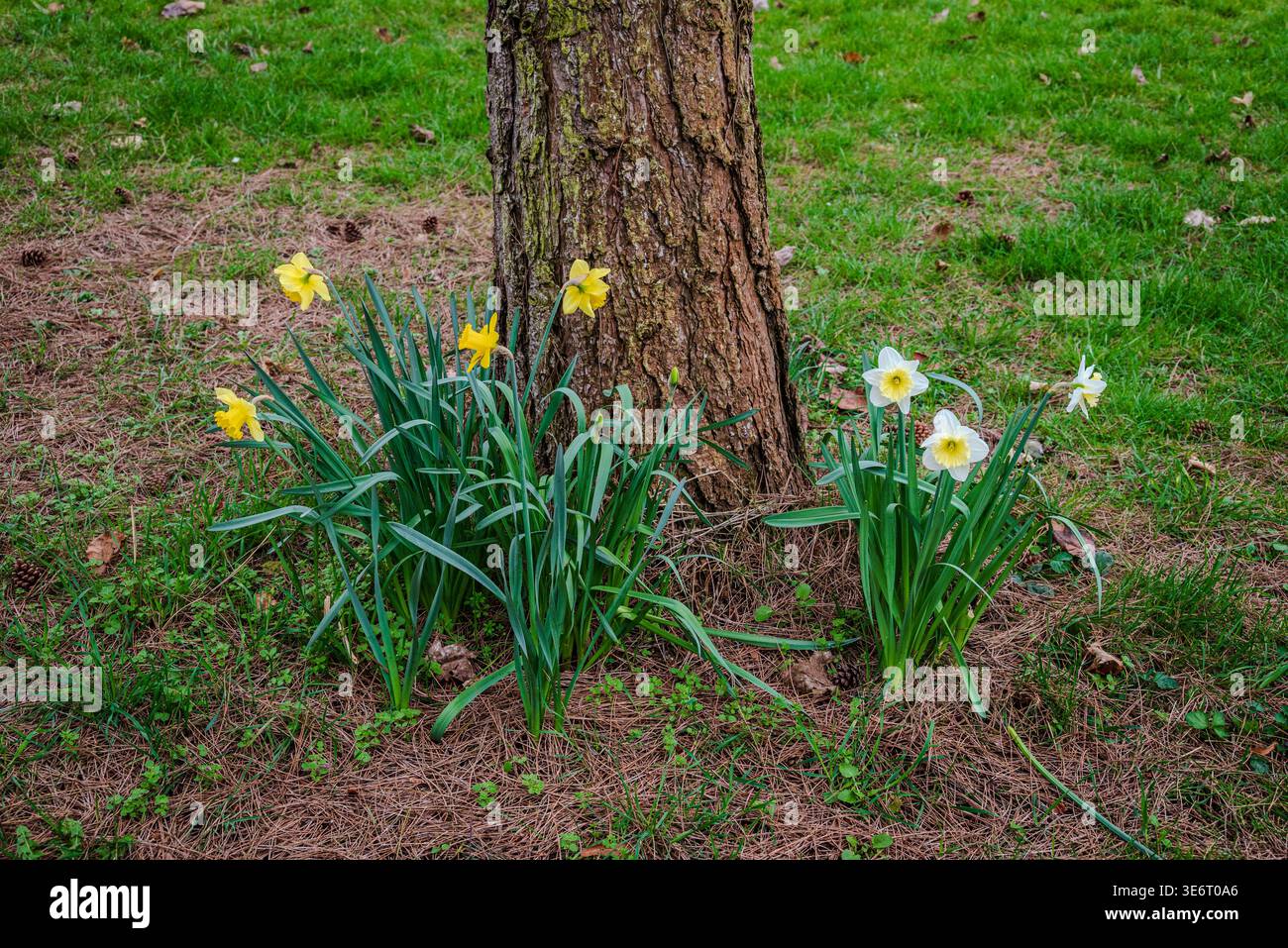 Piccoli gruppi di narcisi gialli e bianchi che fioriscono alla base di un tronco di albero, catturando un tranquillo accenno di cambiamento stagionale in un semplice ambiente rurale Foto Stock