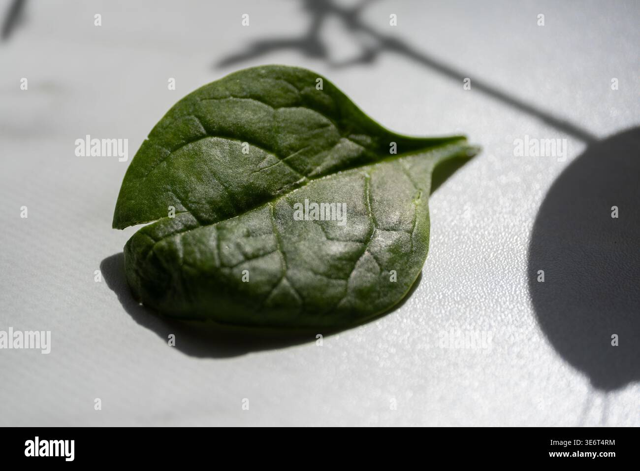 Vista ravvicinata di una foglia di spinaci freschi su una superficie bianca con forte luce naturale e ombre morbide. Concetto di alimentazione sana, composizione minima degli alimenti, Foto Stock