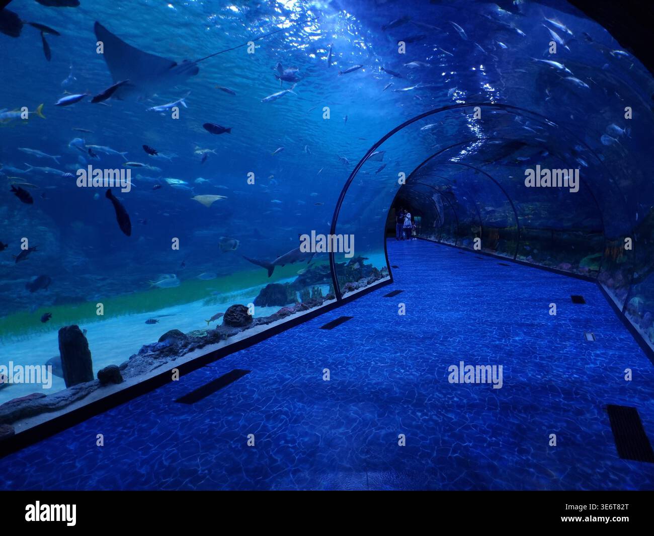 Passerella subacquea del tunnel dell'acquario: Immersiva esperienza di vita marina oceanica con percorso panoramico in vetro Foto Stock