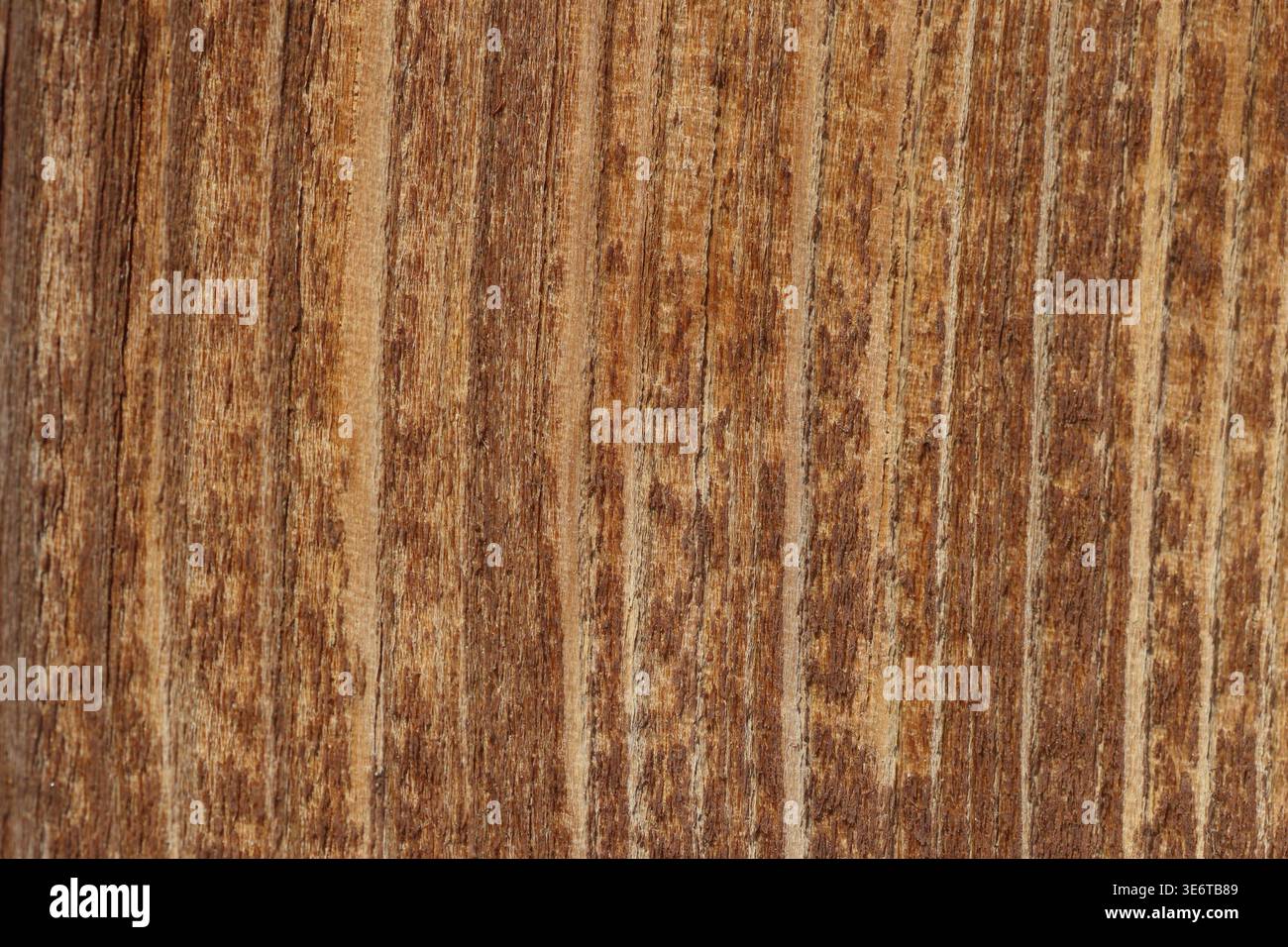 superficie in legno danneggiata dal sole con trama Foto Stock