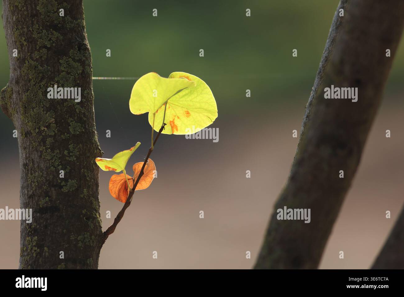 Tiri di giovani dal tronco dell'albero di giuda (Cercis siliquastrum) Foto Stock