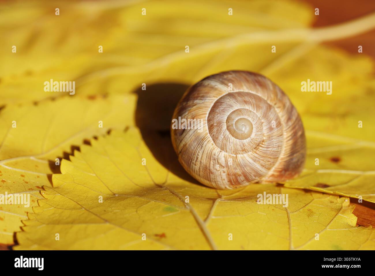 una lumaca su foglie di gelso giallo Foto Stock