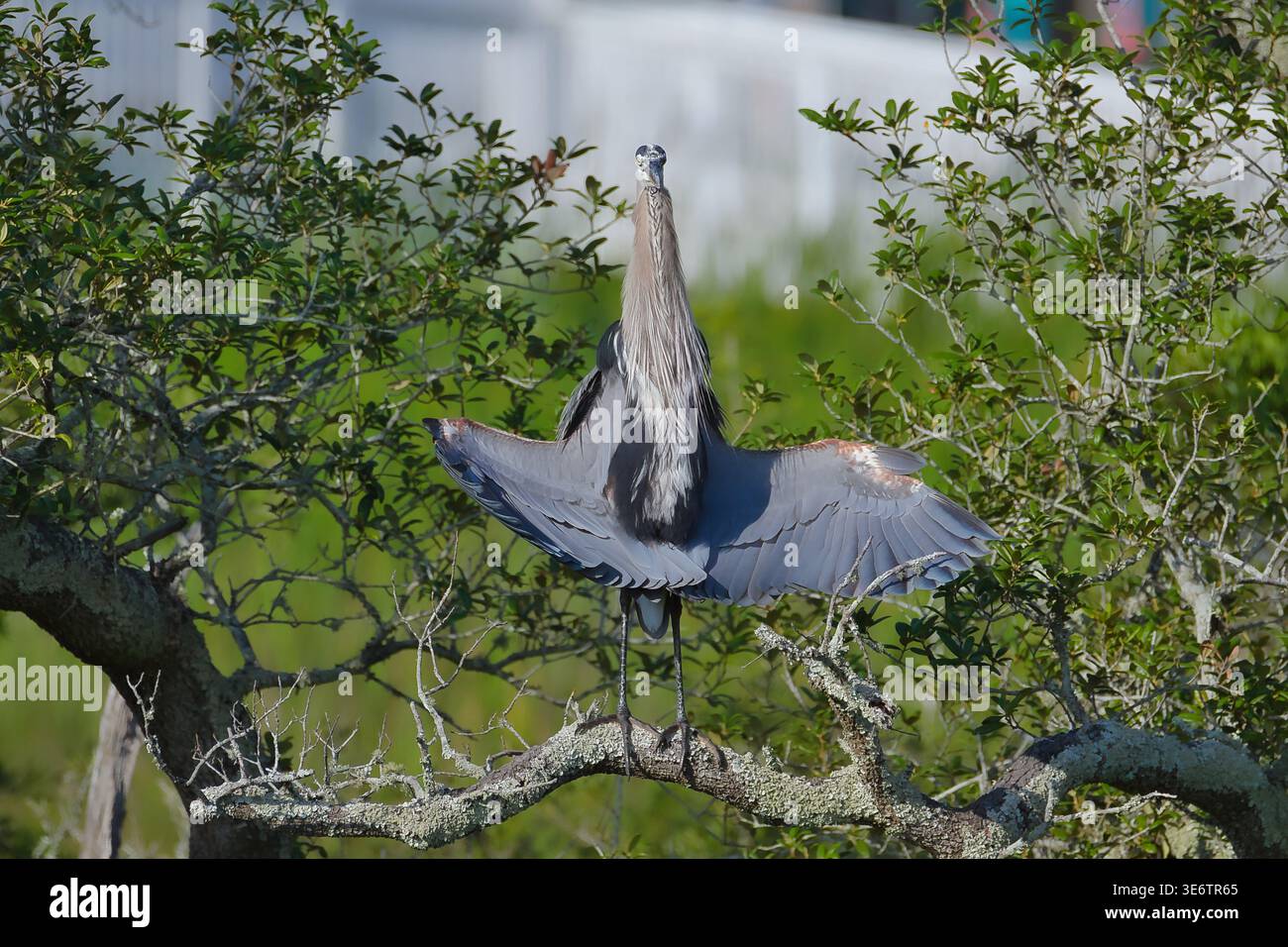 Great Blue Heron (Ardea herodias) in posa per prendere il sole dalle ali del delta in una palude urbana. Fotografia comportamentale di un airone che asciuga le ali in una zona umida della città. Foto Stock