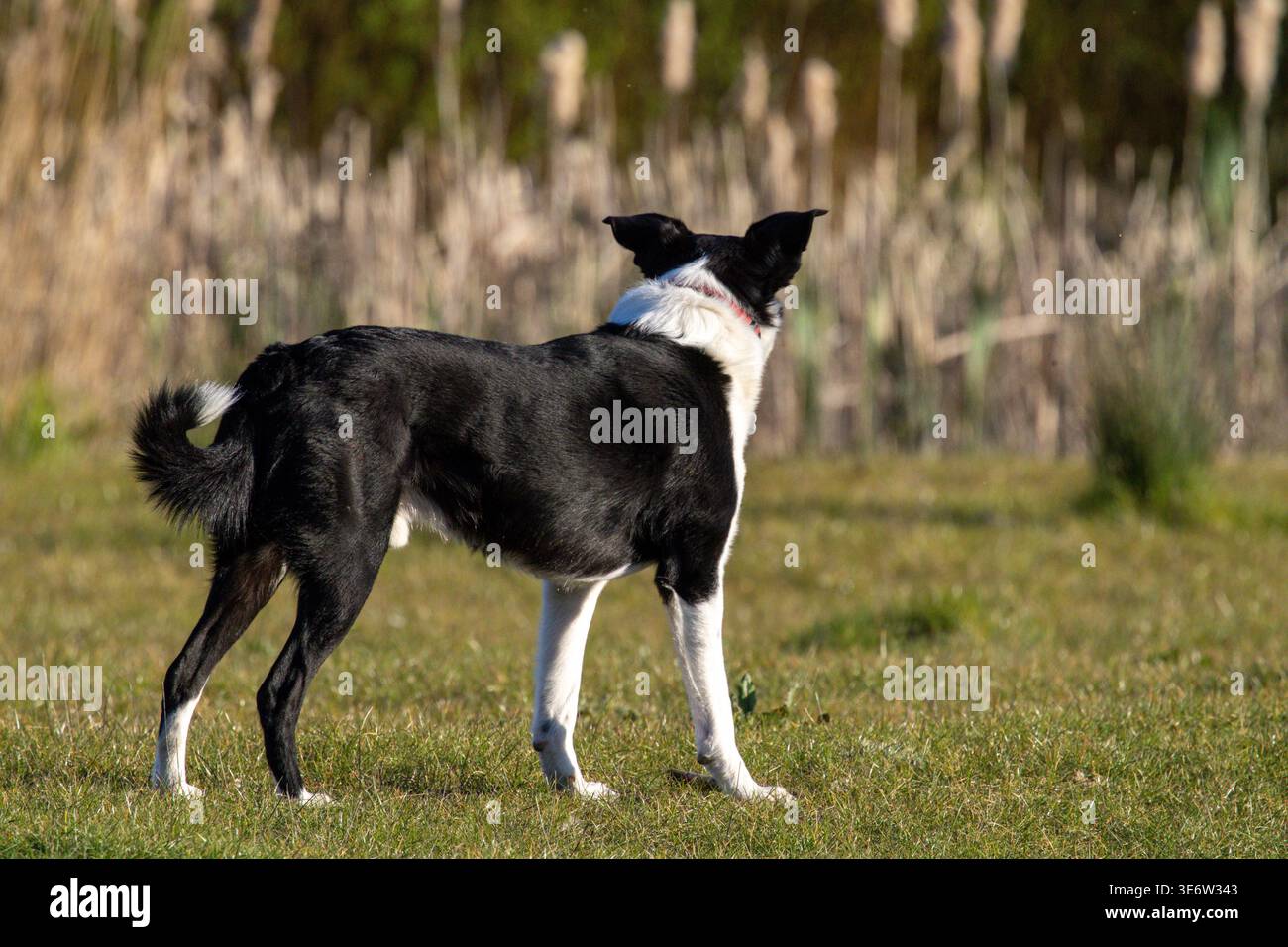 border collie in attesa di allarme in campo aperto Foto Stock