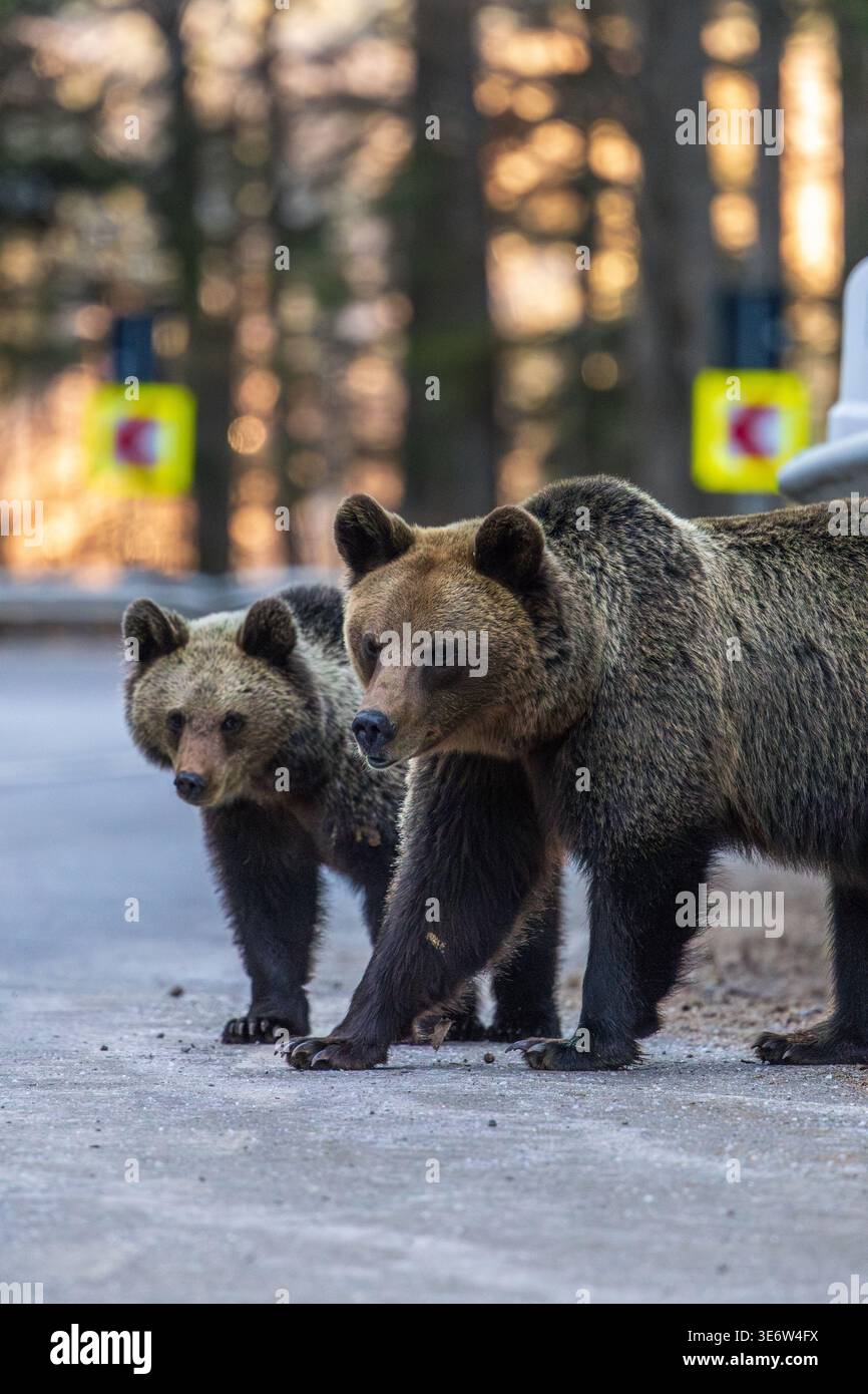Orso madre e cucciolo sulla strada alla ricerca di cibo - incontro con la fauna selvatica in Romania, Transilvania. Foto Stock