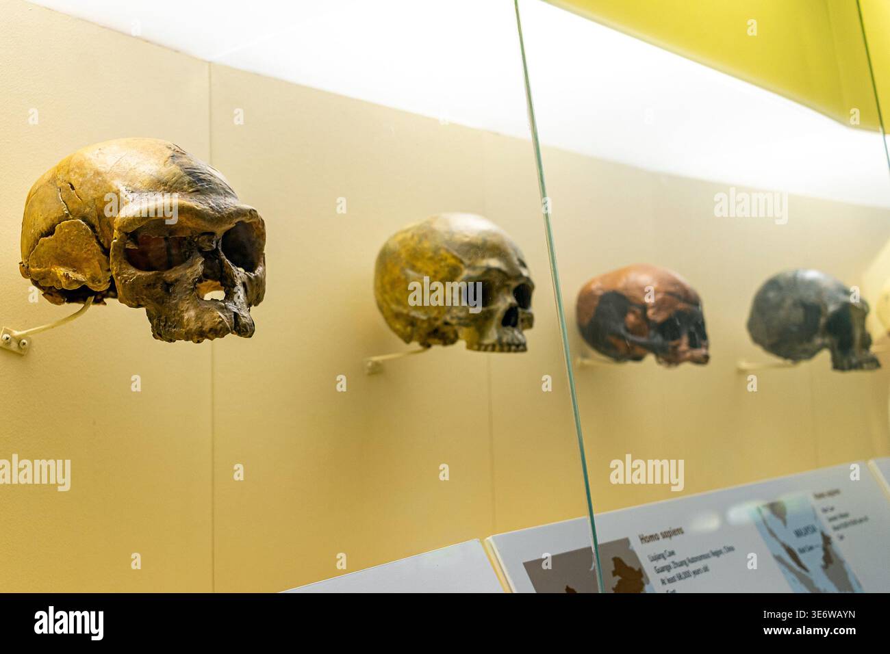 I teschi dell'Homo sapiens, fossili dei primi umani provenienti da tutto il mondo, esposti allo Smithsonian Museum of Natural History di Washington, DC Foto Stock