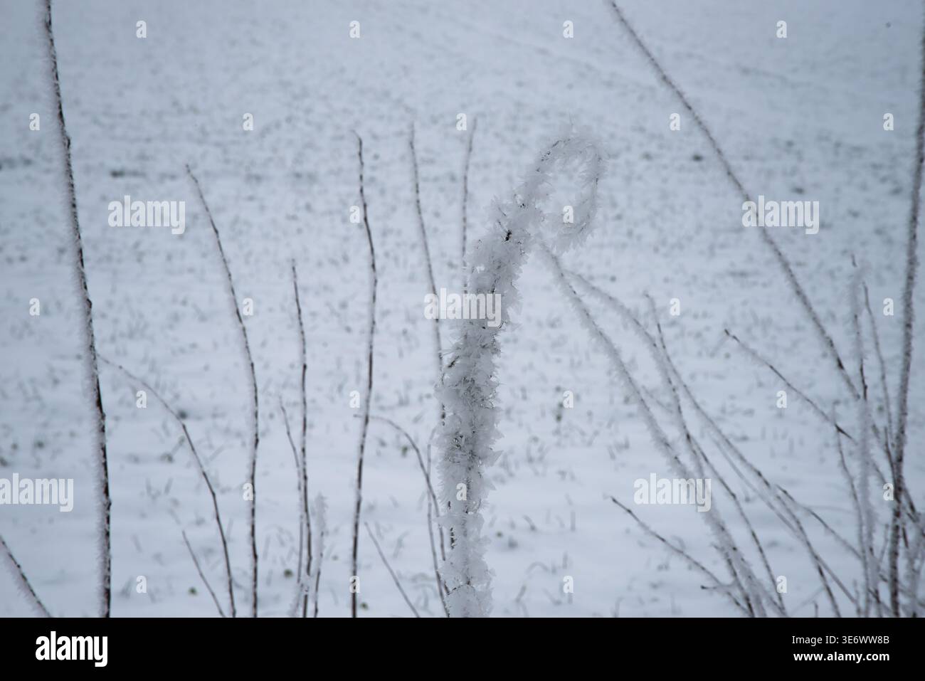 Primo piano di piante selvatiche ricoperte di gelo in inverno, con intricati cristalli di ghiaccio sui rami e sull'erba secca, creando una delicata consistenza congelata in natura Foto Stock