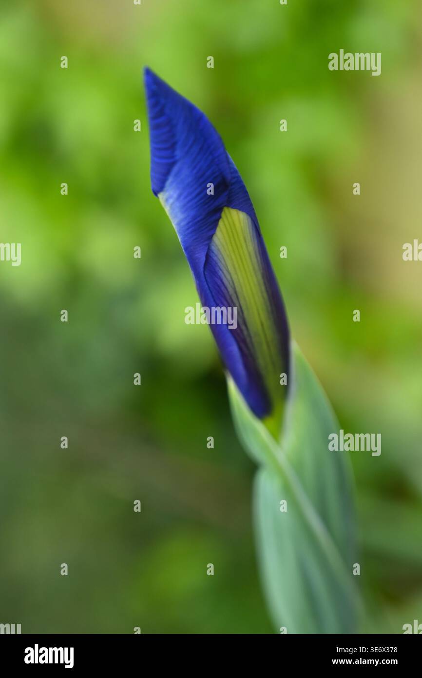 Bud of Brilliant Blue Spring Flower of Bulbous Dutch Iris Hollandica Blue Magic in UK Garden April Foto Stock