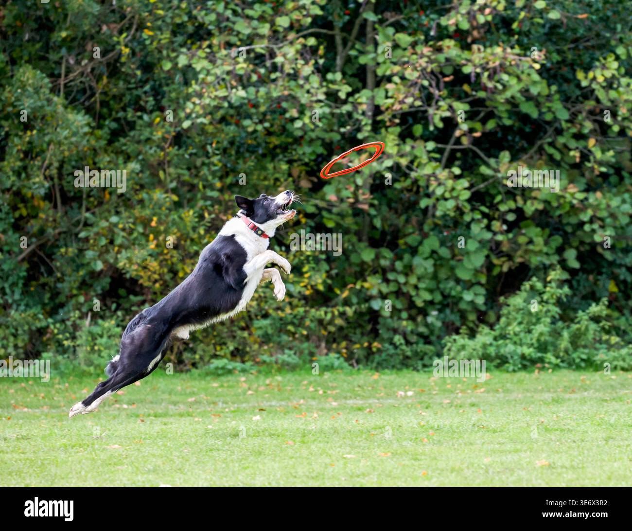 Collie di confine che saltano in alto per catturare frisbee in giardino Foto Stock
