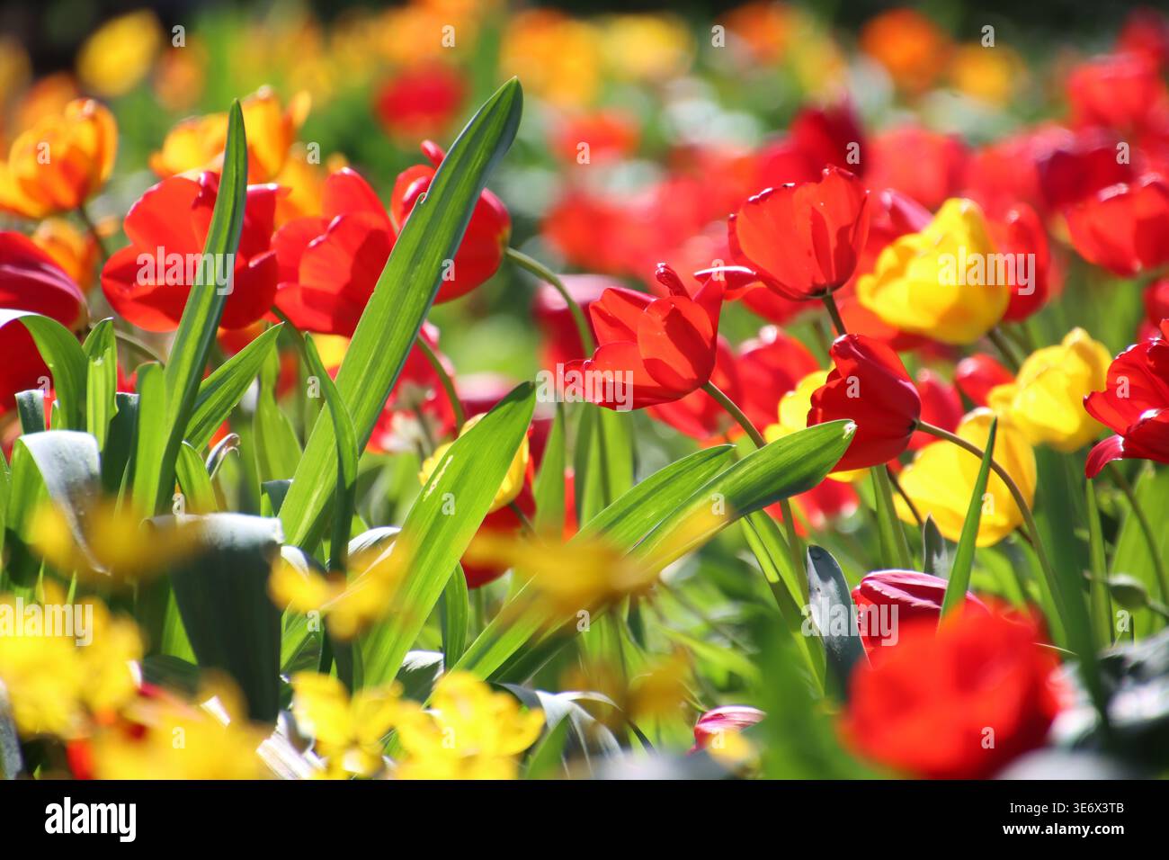 Un campo vibrante di tulipani rossi e gialli che ondeggiano dolcemente nella brezza Foto Stock
