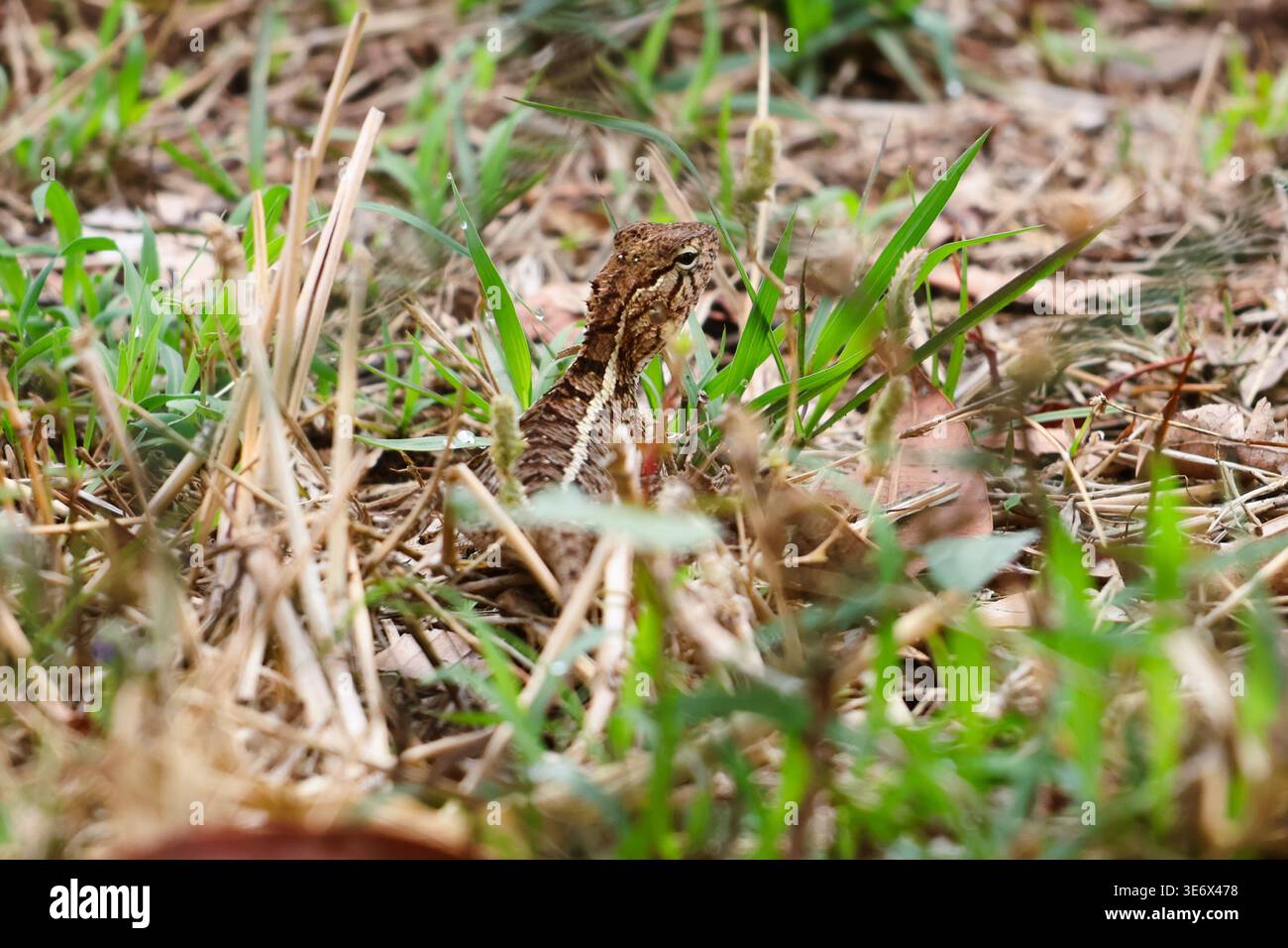 Lucertola bruna che sbircia attraverso la vegetazione. Una lucertola selvatica parzialmente nascosta tra le lame d'erba e le foglie cadute, catturata con una profondità di campo bassa. Foto Stock