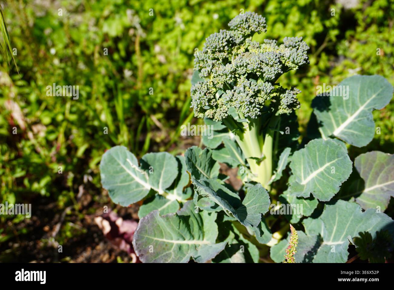 Pianta di broccoli. Broccoli maturi. Coltivare broccoli nell'orto o in serra. Pianta di broccoli nel terreno. Lavori di giardinaggio. Foto Stock