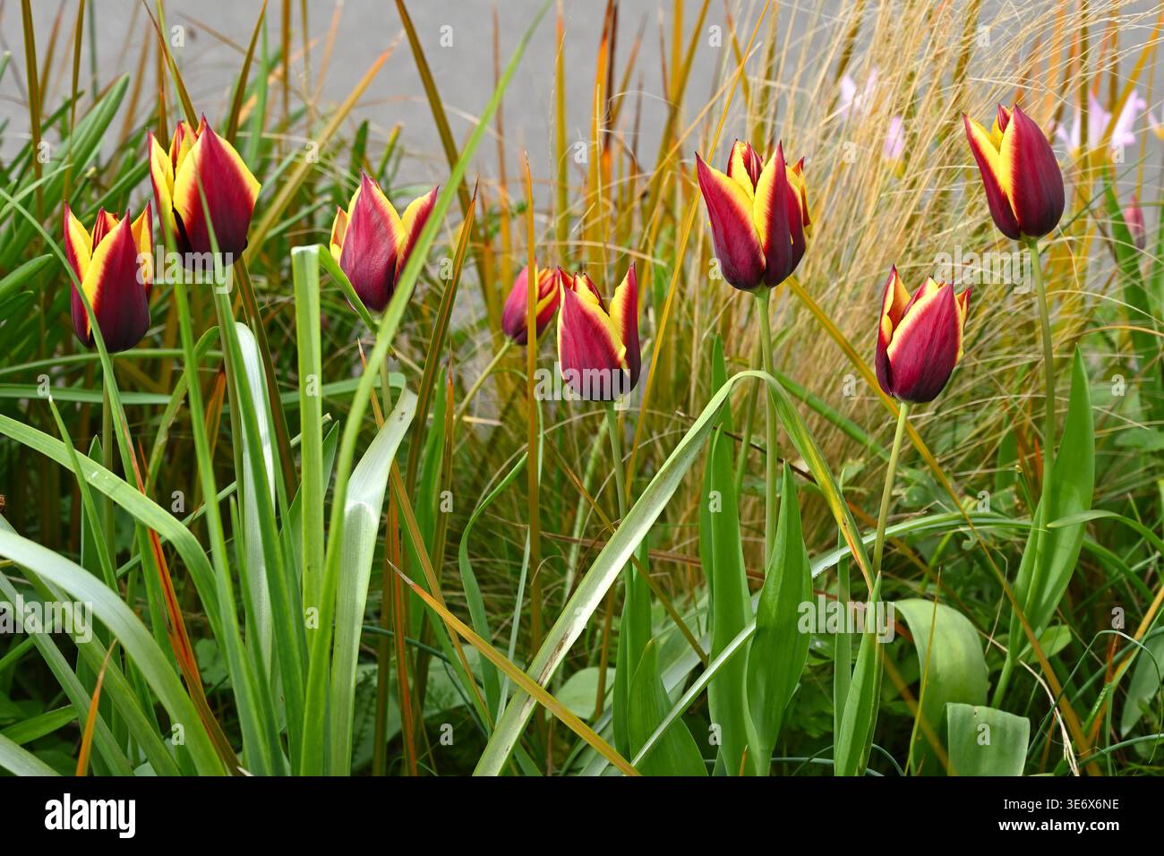 Fiori primaverili a righe rosse e gialle di tulipani trionfali, Tulipa 'Gavota' UK Garden April Foto Stock