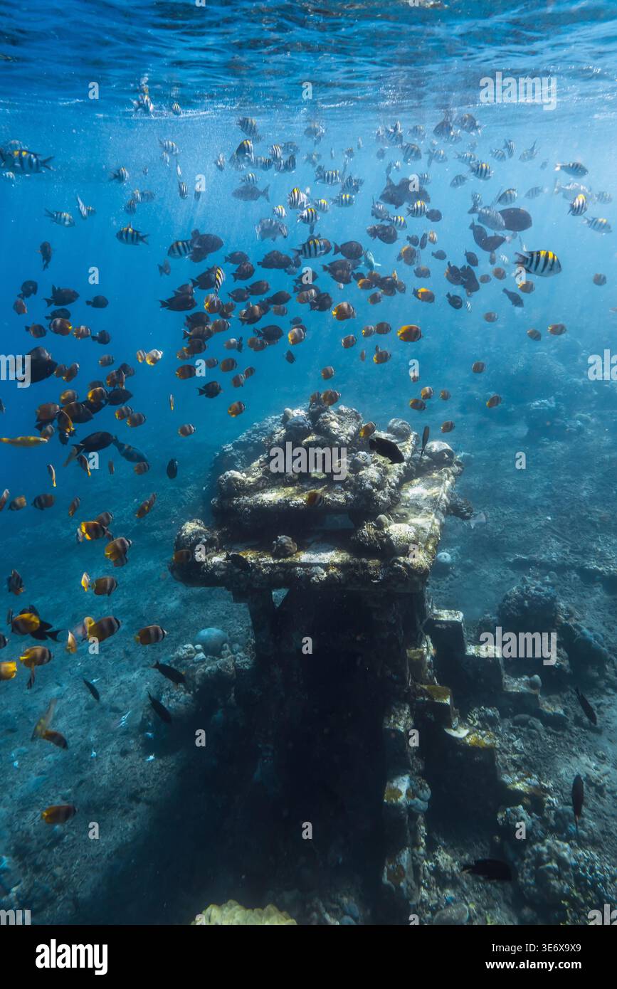 Una grande scuola di pesci tropicali che nuotano intorno a un tempio sottomarino nell'oceano azzurro Foto Stock